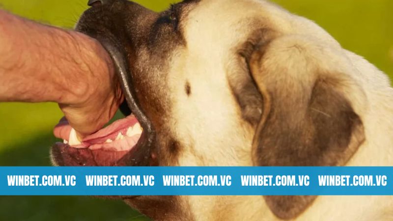 Giải mã giấc chiêm bao bị chó cắn