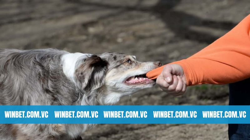 Khám phá các con số may mắn trong giấc mộng 