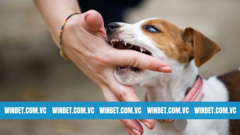 Giải Mã Hiện Tượng Nằm Mơ Thấy Bị Chó Cắn Cùng Winbet