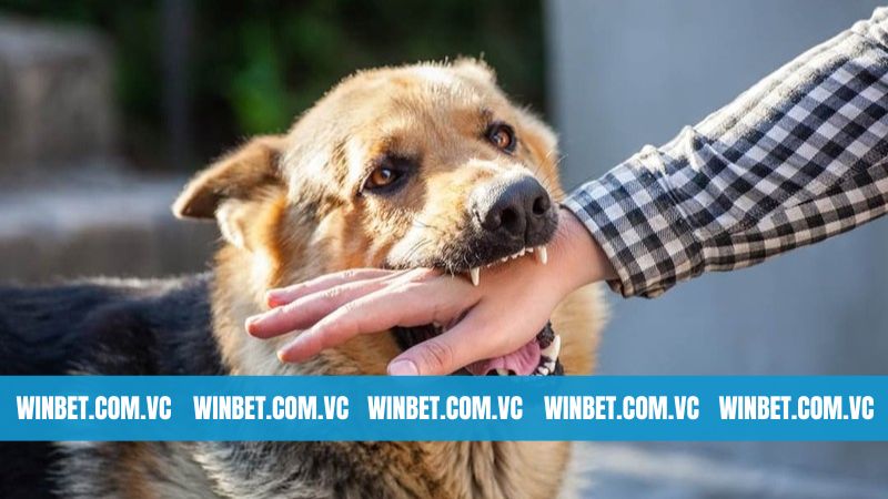 Ý nghĩa hiện tượng nằm mơ thấy bị chó cắn